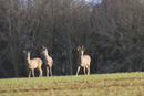 Roe deer buck and young in a field of winter wheat