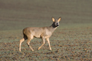 Young roe deer buck crossing a field of winter wheat