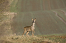 Young roe deer buck at the edge of a field of winter wheat
