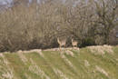 Roe deer doe and young