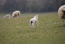 Lamb leaps