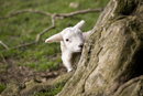 Lamb hiding behind tree