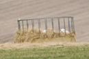 Lambs sleeping in a hay feeder