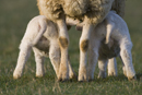 Suckling lambs