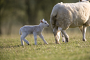 Young lamb with mother