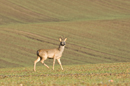 Roe deer buck with antlers in velvet in a field of winter wheat