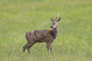Roe deer buck with antlers