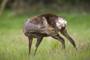 Roe deer doe grooming