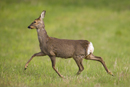Roe deer doe running across a field
