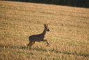 Roe deer buck running across a field