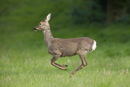 Roe deer doe running across field