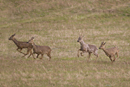 Roe deer family takes flight