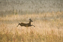 Roe deer buck leaping in a fallow field during the rut