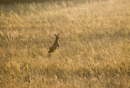 Roe deer buck leaping in a fallow field during the rut