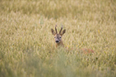 Roe deer buck in a field of wheat.