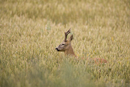 Roe deer buck in a field of wheat