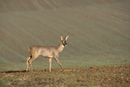 Roe deer doe walking in a field of winter wheat