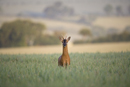 Roe deer buck in a field