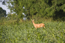 Roe deer doe in a game keeper's cover crop