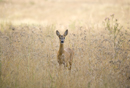 Roe deer doe in a fallow field