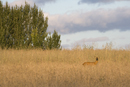 Roe deer buck in a fallow field in the early evening sun