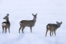 Roe deer buck, doe and young buck in a field covered in snow