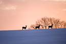 Silhouette of roe deer in a field covered in snow