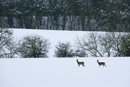 Roe deer in a snow covered field