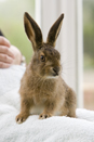 Leveret being hand reared
