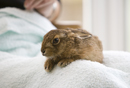 Leveret being hand reared