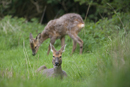 Roe deer doe and young resting