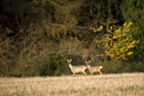 Roe deer doe and young at thge edge of a stubble field