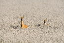 Roe deer doe and young walking across a field of winter wheat