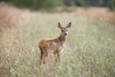 Roe deer fawn at the edge of a field