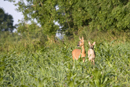 Roe deer doe and young in a gamekeeper's cover crop of maize