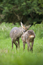 Roe deer doe and young grooming