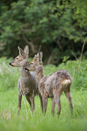 Roe deer doe and young alert to possible danger