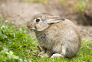 Young rabbit watches fly near warren