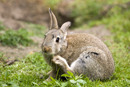 Rabbit grooming by warren