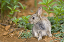Young rabbit by warren