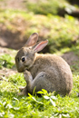 Young rabbit grooming near warren