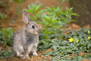 Young rabbit near warren