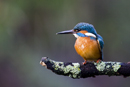 Common kingfisher fishing from a perch