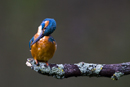Common kingfisher preening on a perch