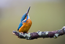 Common kingfisher looking to the skies from a perch