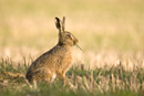 European brown hare eating green shoots