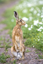 European brown hare standing on hind legs