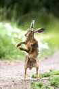 European brown hare on a farm track drying off