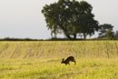 European brown hare running across a field
