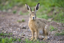 Young European brown hare on a farm track